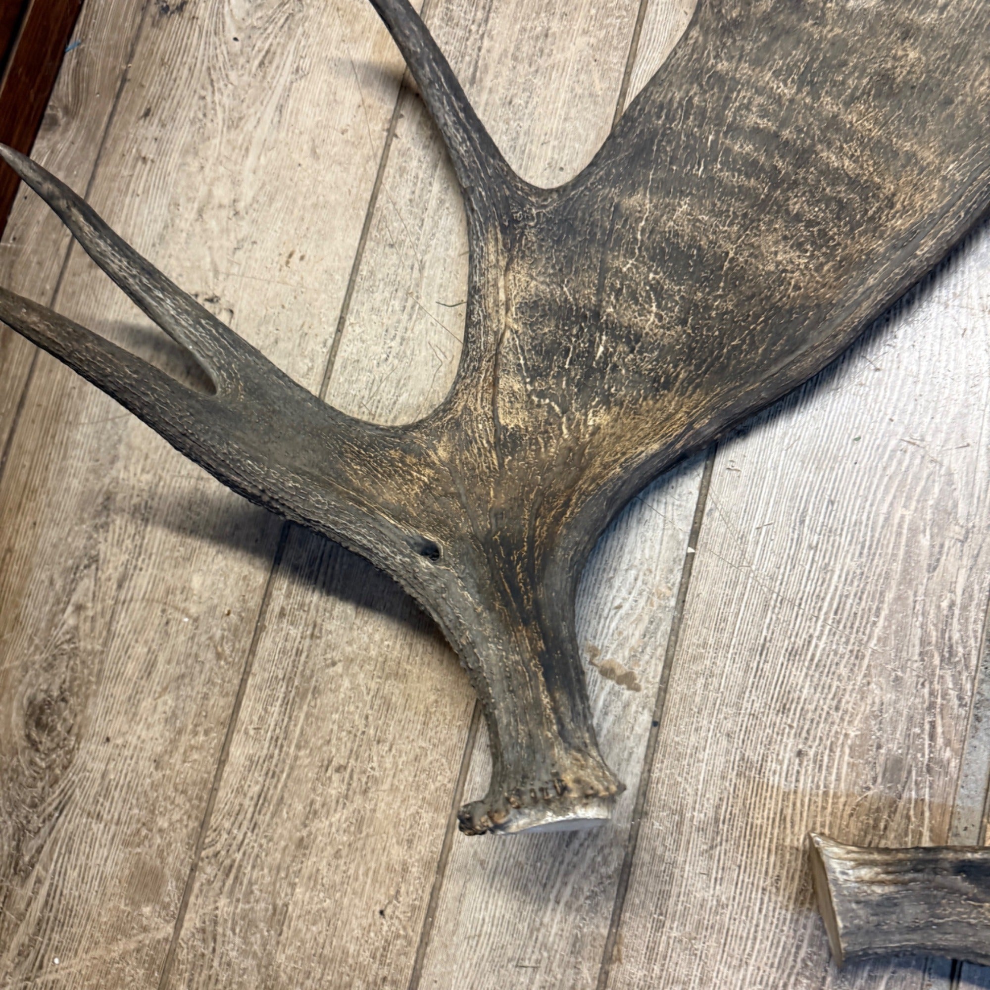 North American Moose Antlers Pair 8-Point and 7-Point Cabin Decor Genuine