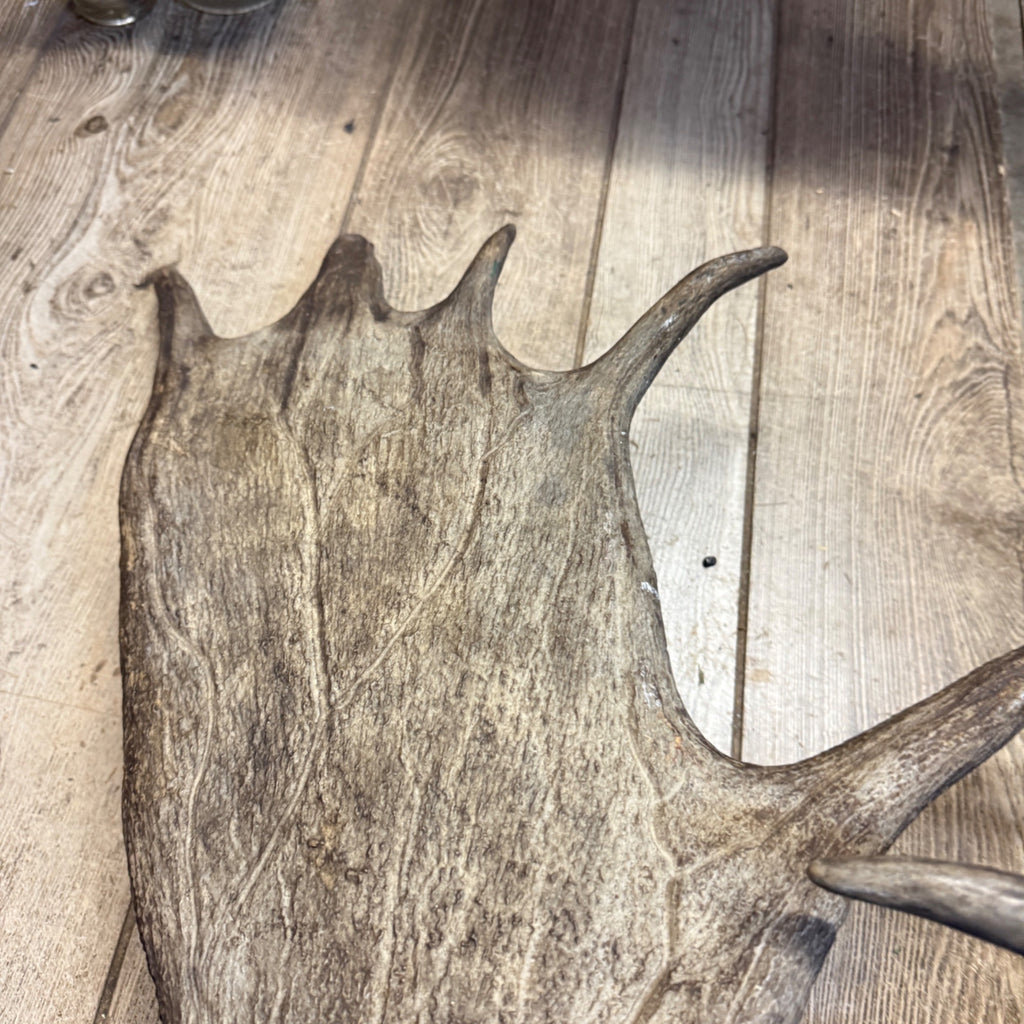 North American Moose Antlers Pair 8-Point and 7-Point Cabin Decor Genuine