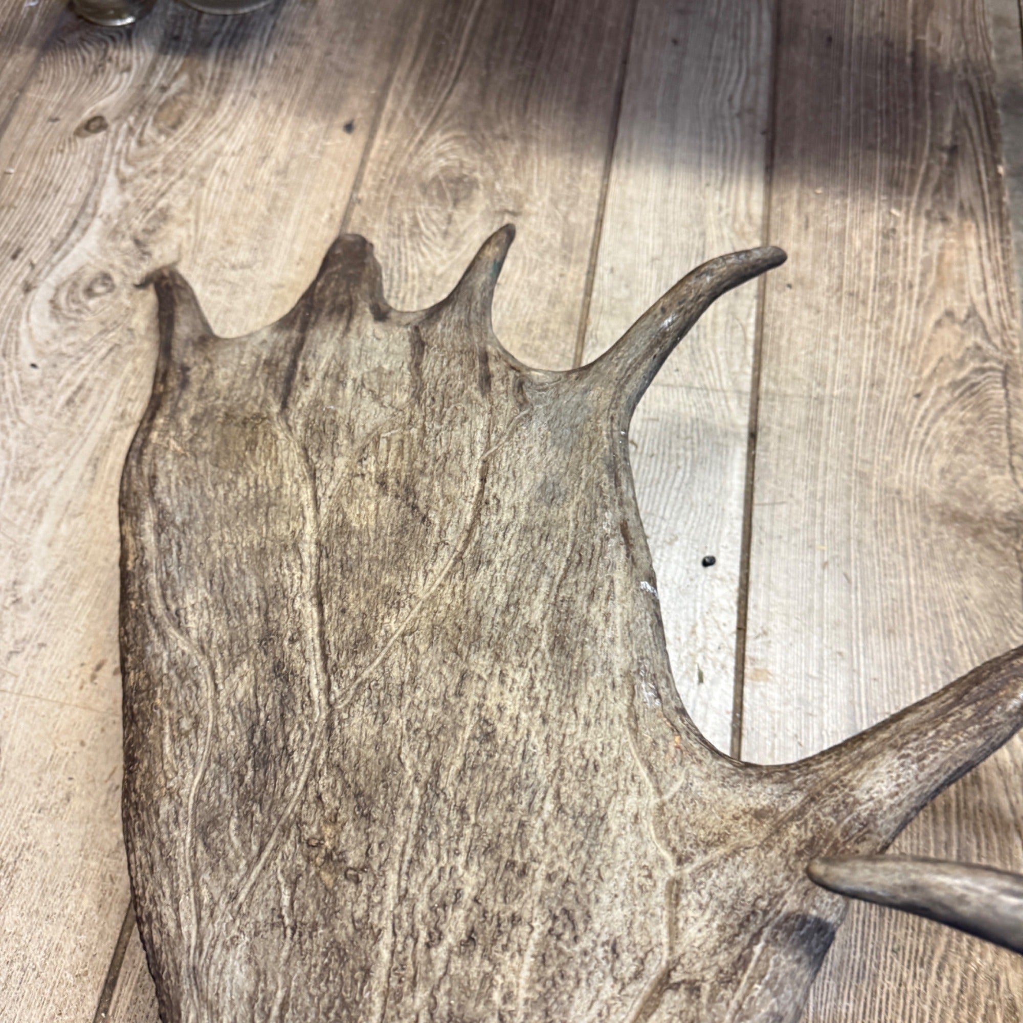 North American Moose Antlers Pair 8-Point and 7-Point Cabin Decor Genuine