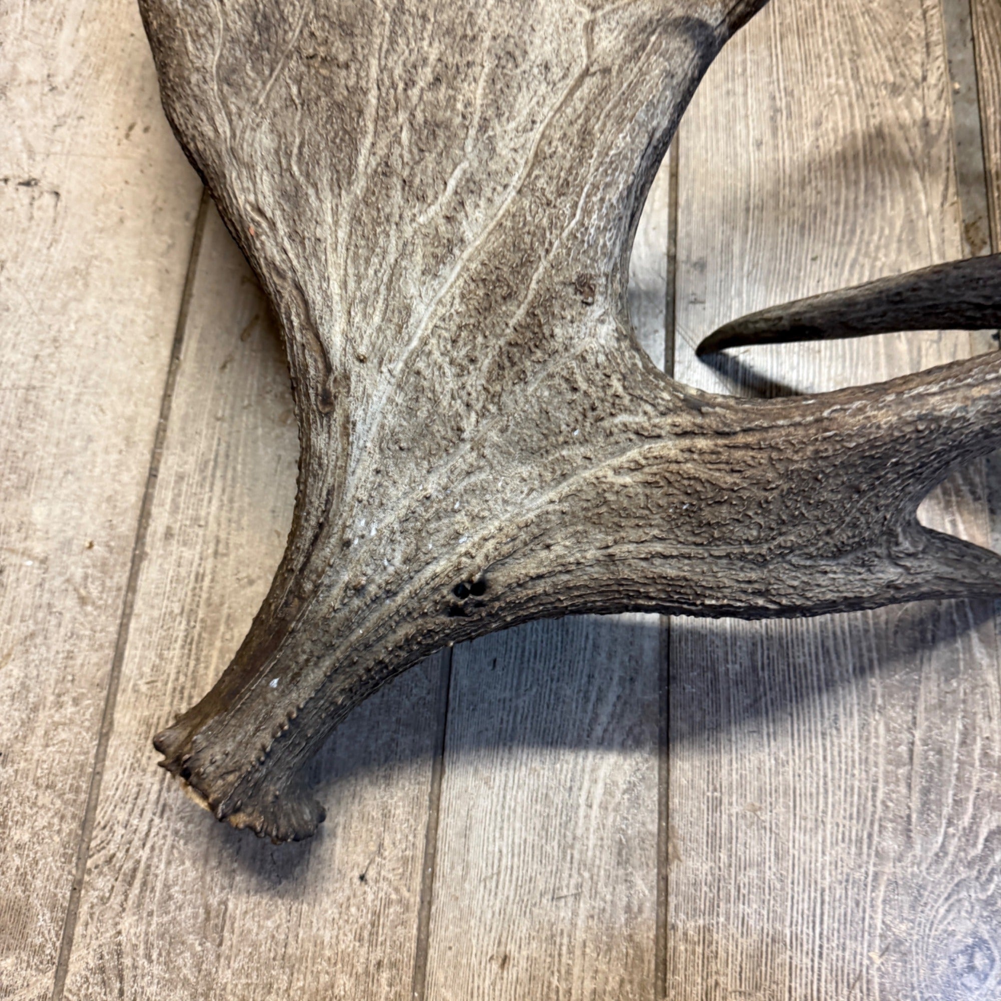 North American Moose Antlers Pair 8-Point and 7-Point Cabin Decor Genuine