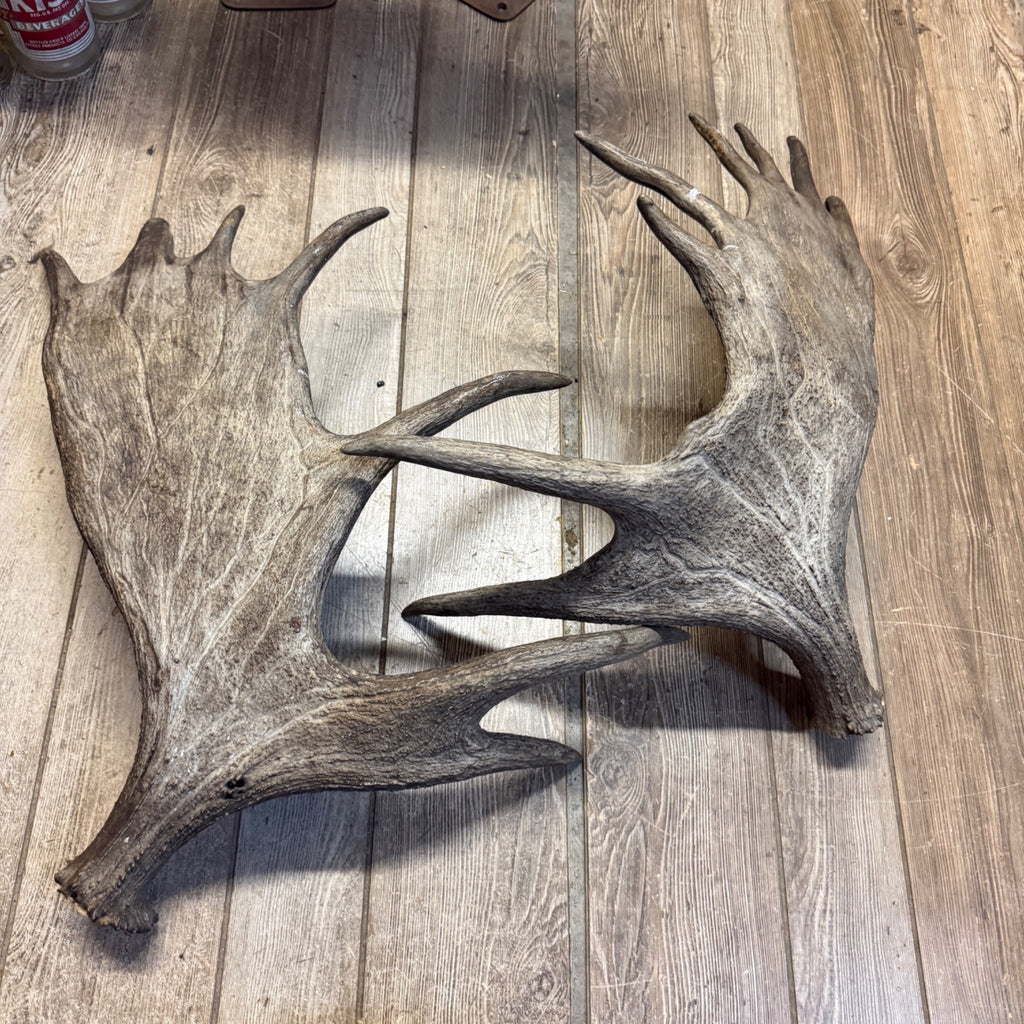 North American Moose Antlers Pair 8-Point and 7-Point Cabin Decor Genuine