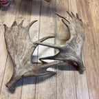 North American Moose Antlers Pair 8-Point and 7-Point Cabin Decor Genuine
