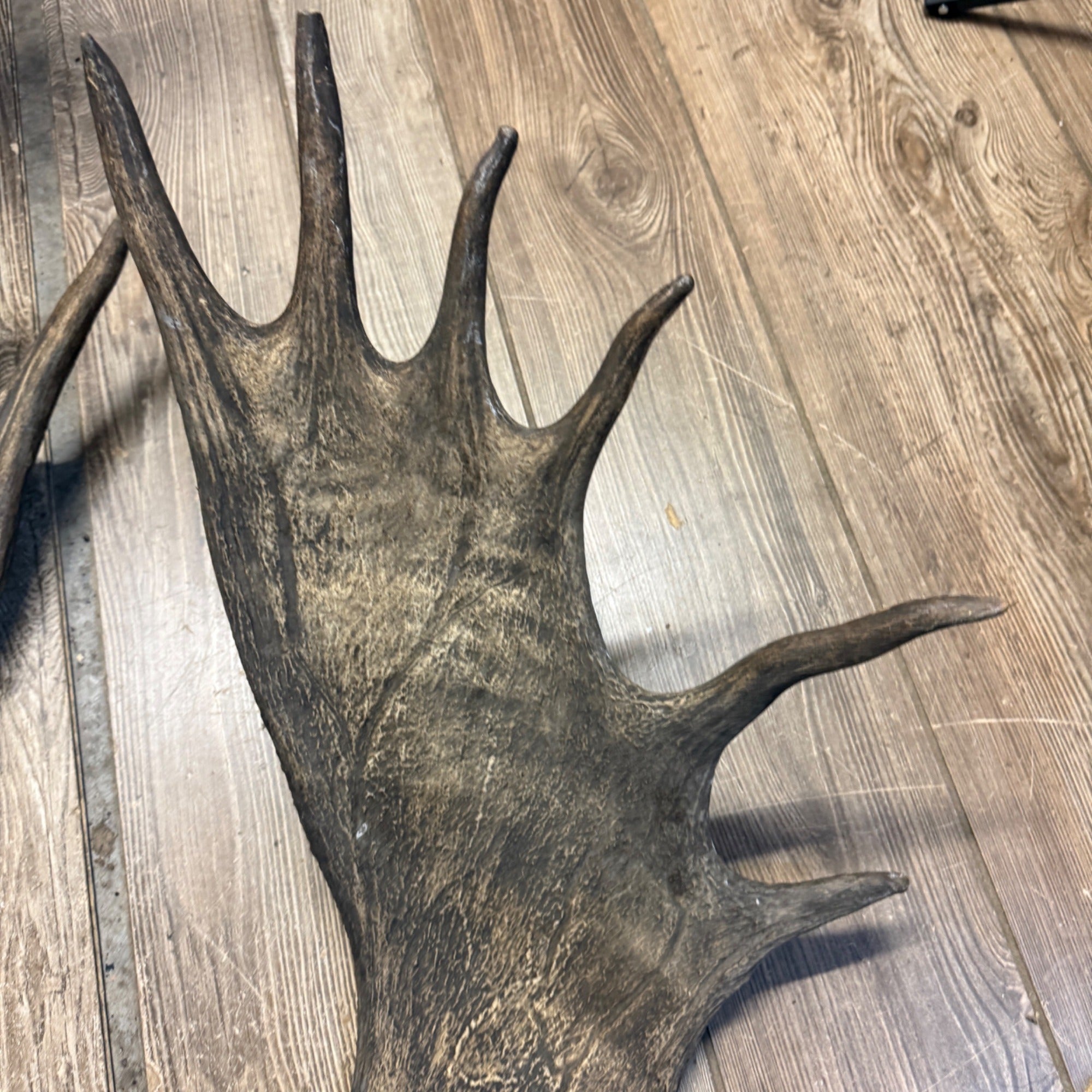 North American Moose Antlers Pair 8-Point and 7-Point Cabin Decor Genuine