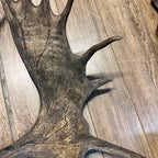 North American Moose Antlers Pair 8-Point and 7-Point Cabin Decor Genuine