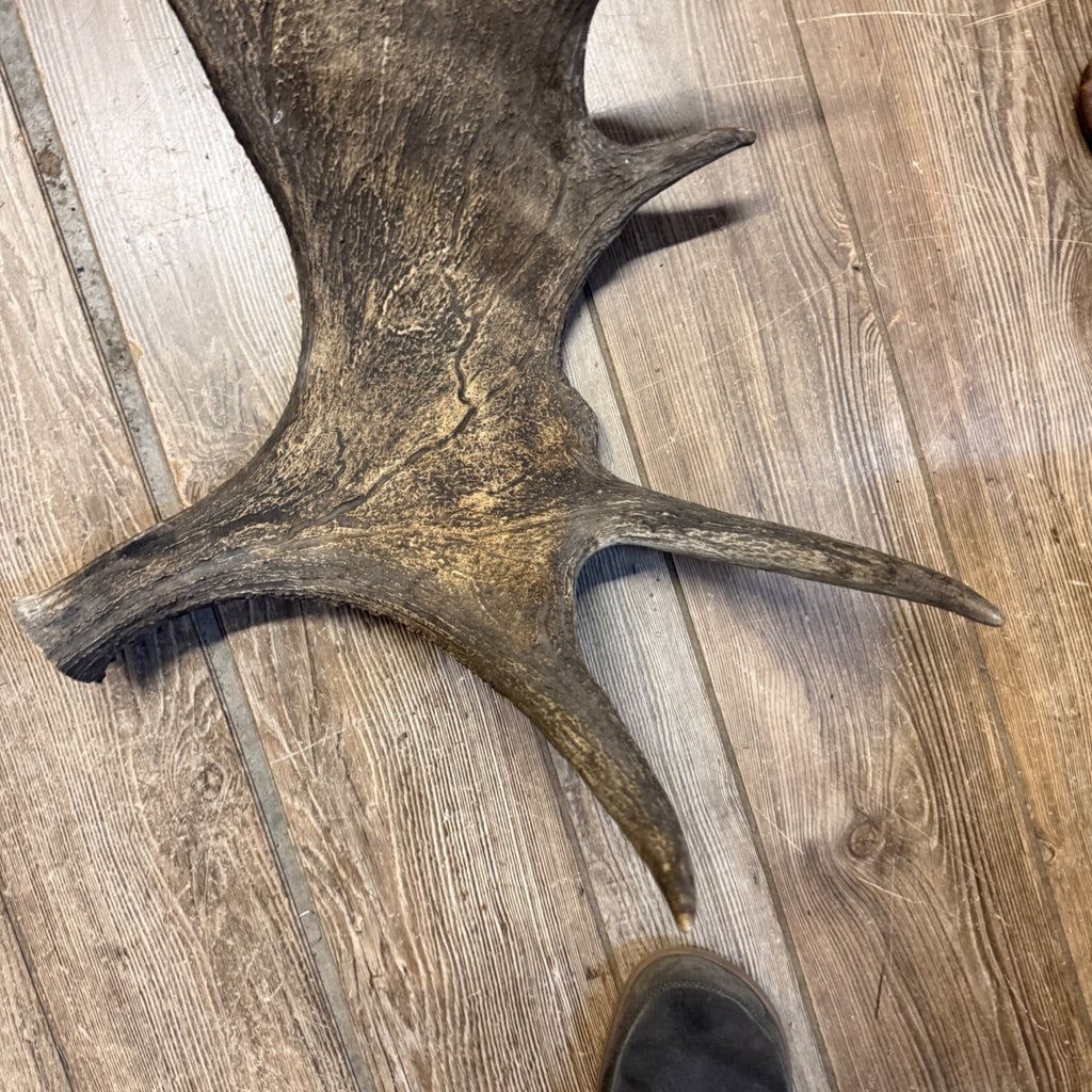 North American Moose Antlers Pair 8-Point and 7-Point Cabin Decor Genuine
