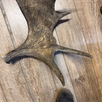 North American Moose Antlers Pair 8-Point and 7-Point Cabin Decor Genuine