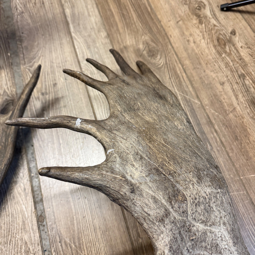 North American Moose Antlers Pair 8-Point and 7-Point Cabin Decor Genuine