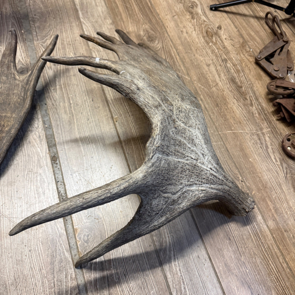 North American Moose Antlers Pair 8-Point and 7-Point Cabin Decor Genuine