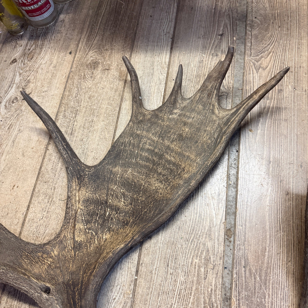 North American Moose Antlers Pair 8-Point and 7-Point Cabin Decor Genuine
