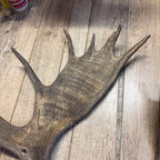 North American Moose Antlers Pair 8-Point and 7-Point Cabin Decor Genuine