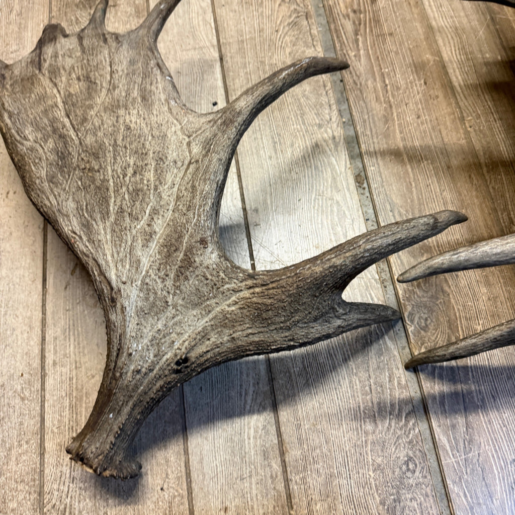 North American Moose Antlers Pair 8-Point and 7-Point Cabin Decor Genuine