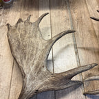 North American Moose Antlers Pair 8-Point and 7-Point Cabin Decor Genuine