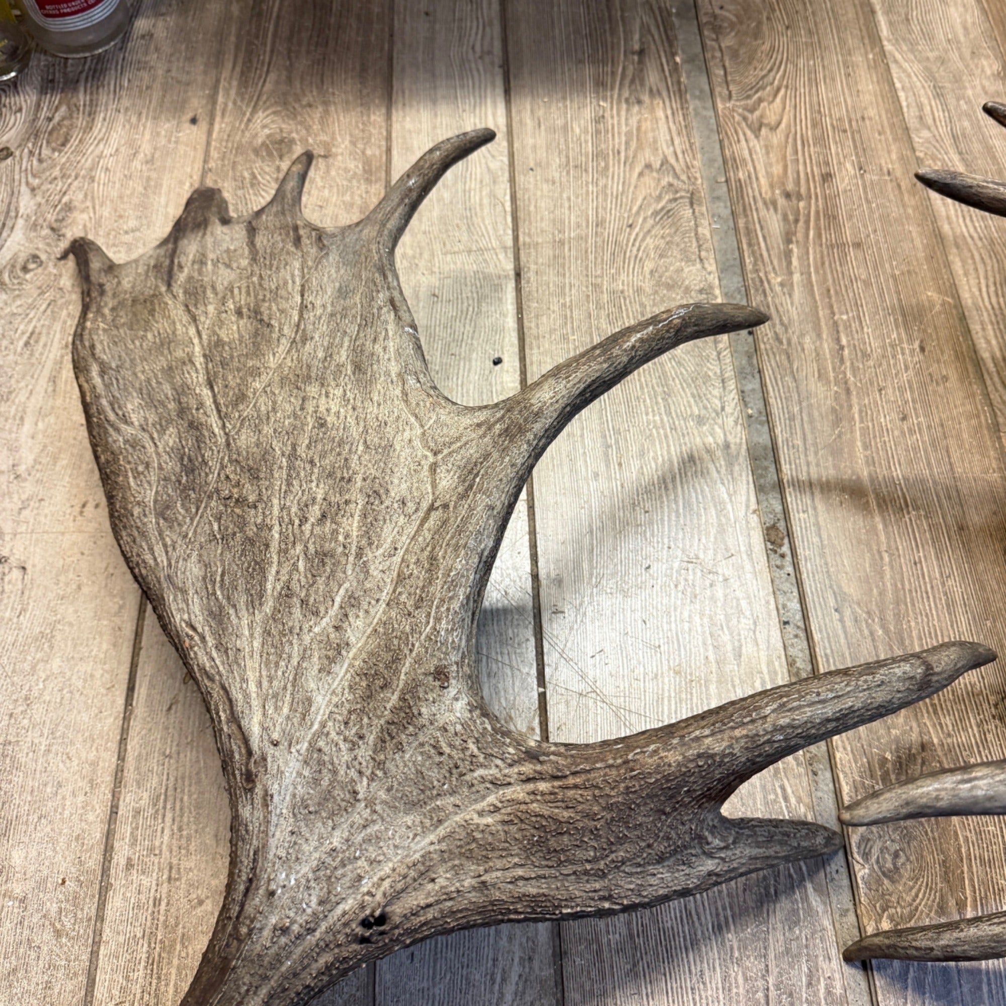 North American Moose Antlers Pair 8-Point and 7-Point Cabin Decor Genuine