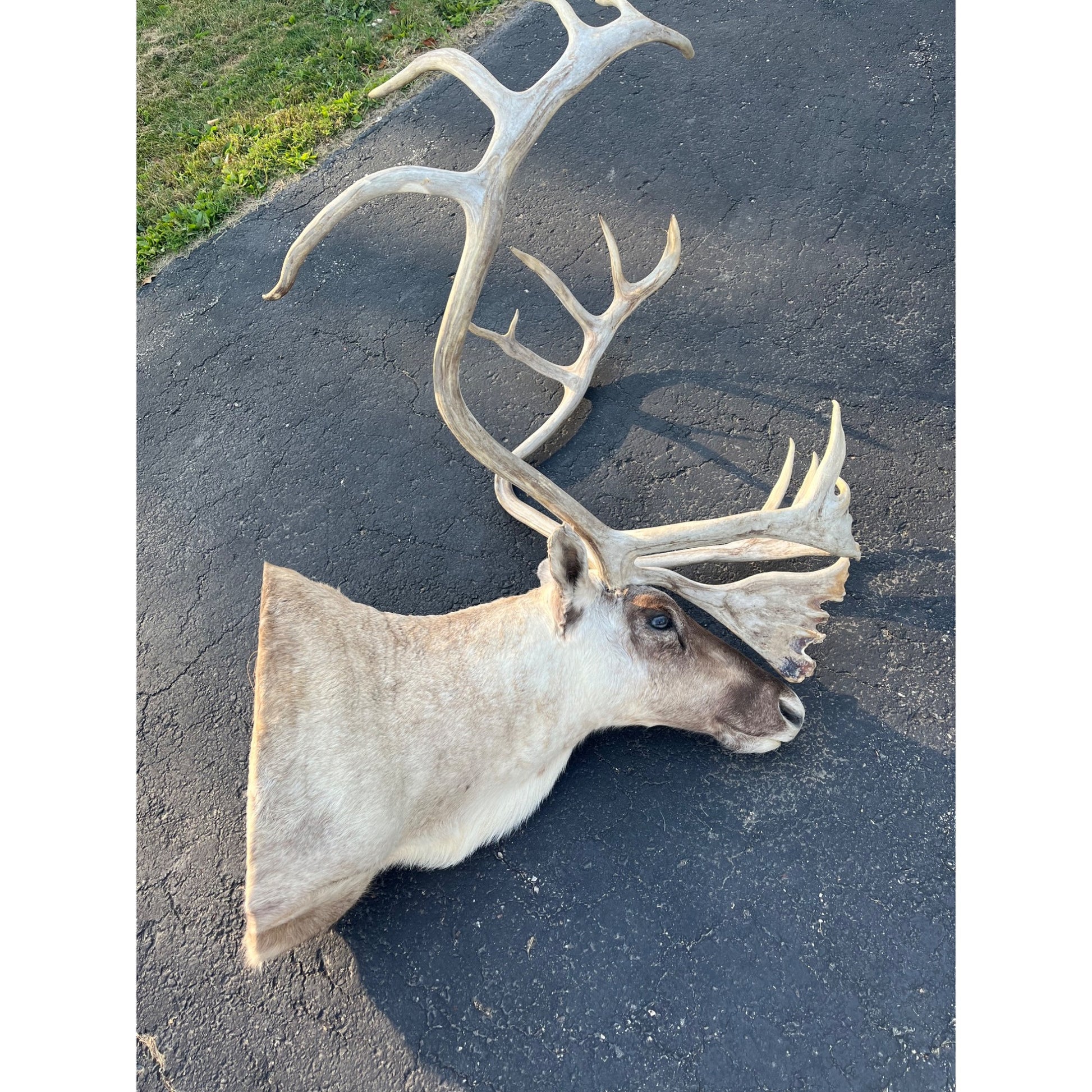 Caribou Mount Taxidermy Shoulder Mount Hunting Cabin Wall Decor