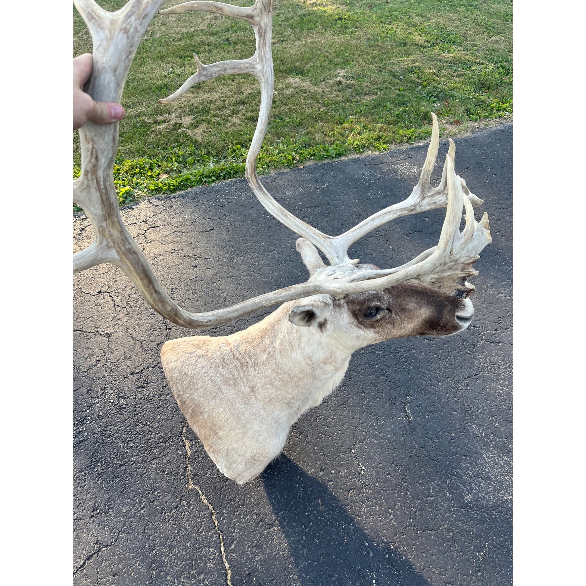 Caribou Mount Taxidermy Shoulder Mount Hunting Cabin Wall Decor