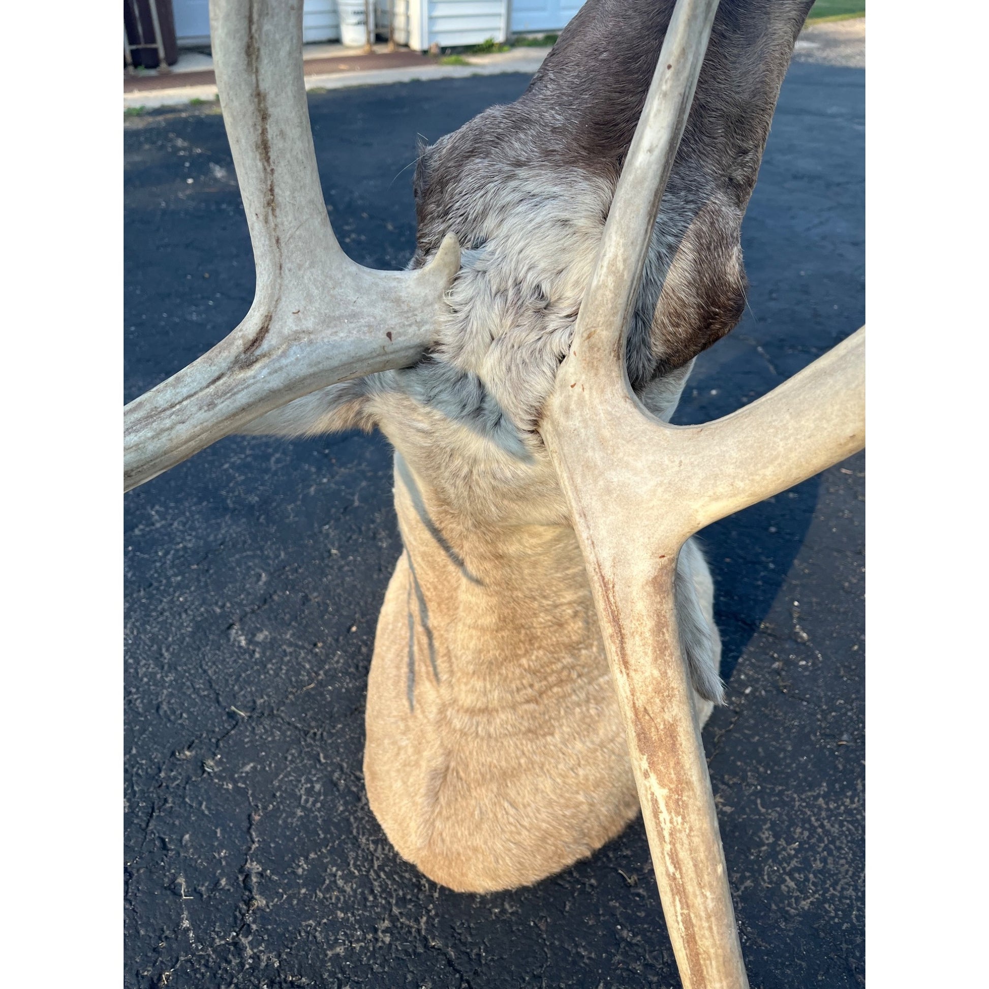 Caribou Mount Taxidermy Shoulder Mount Hunting Cabin Wall Decor