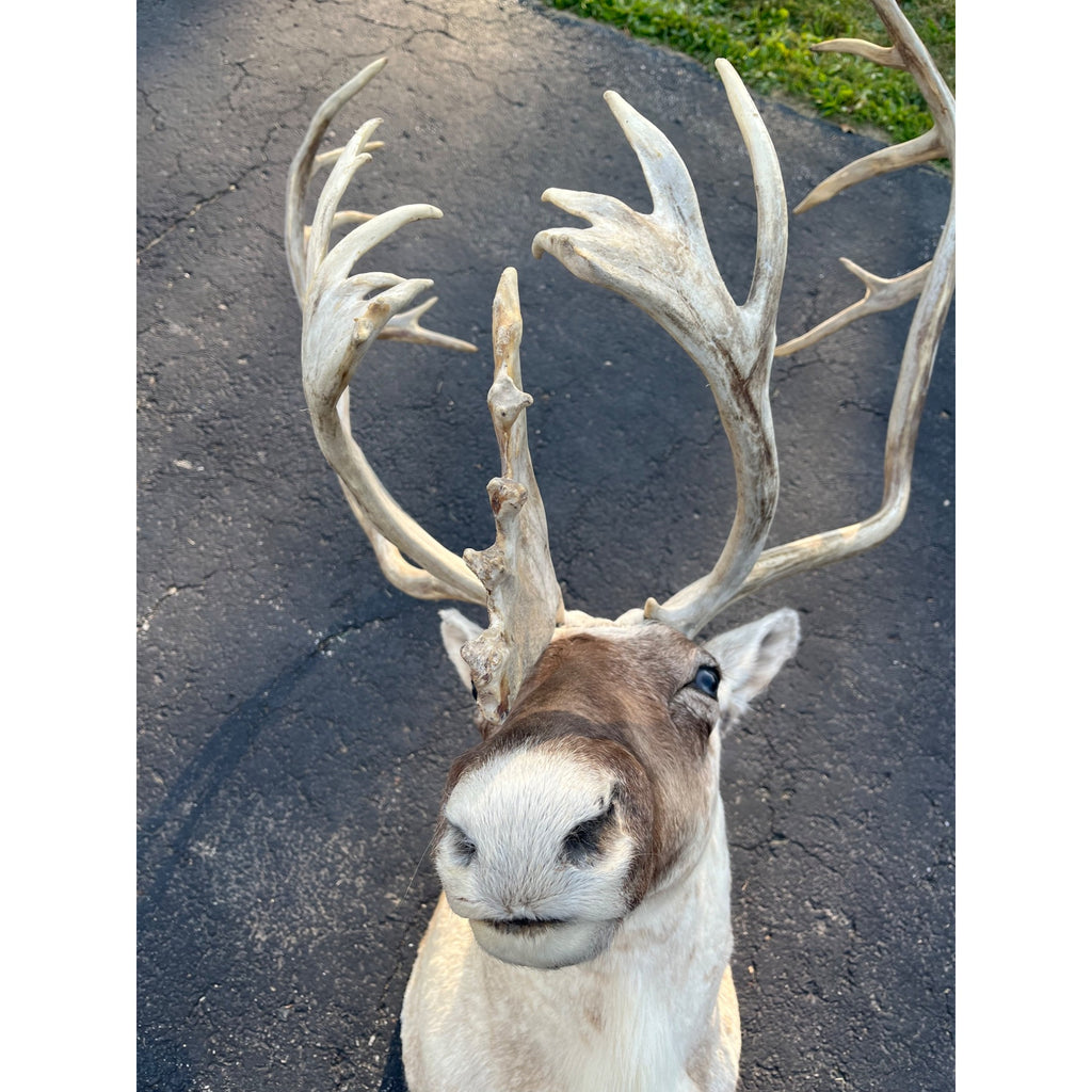 Caribou Mount Taxidermy Shoulder Mount Hunting Cabin Wall Decor