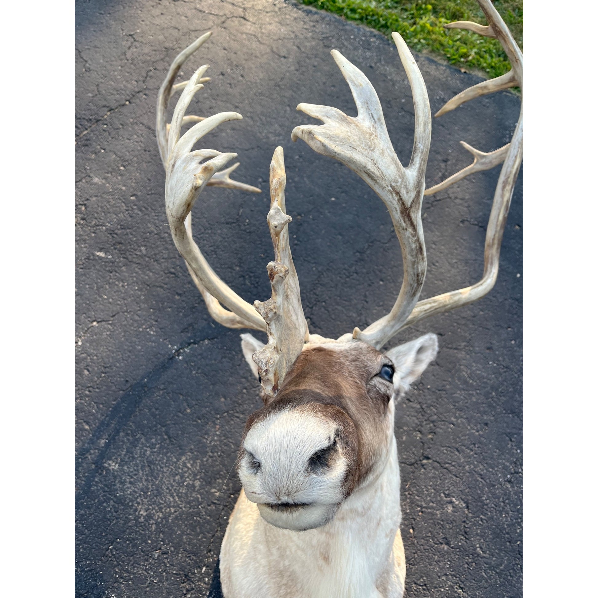 Caribou Mount Taxidermy Shoulder Mount Hunting Cabin Wall Decor