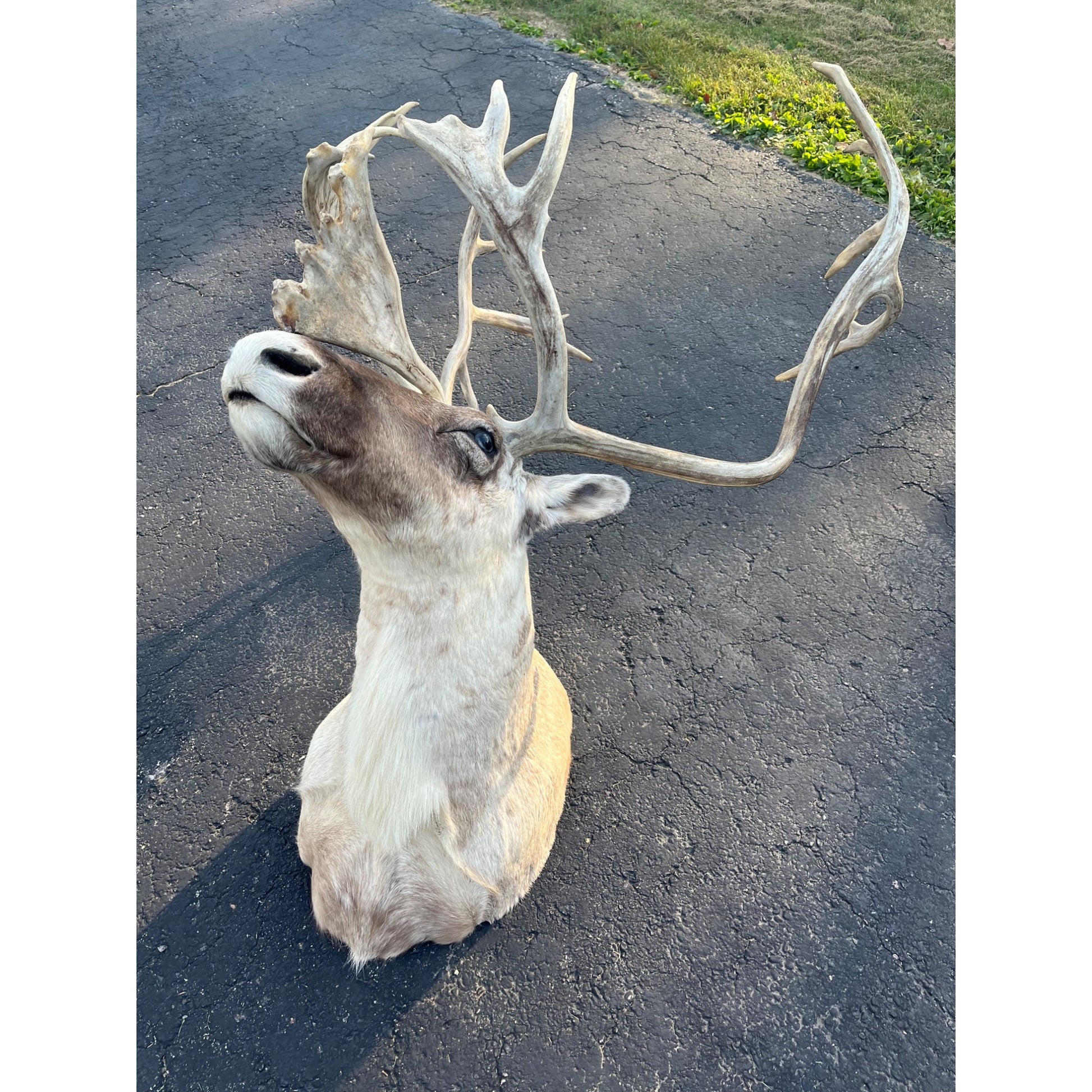 Caribou Mount Taxidermy Shoulder Mount Hunting Cabin Wall Decor