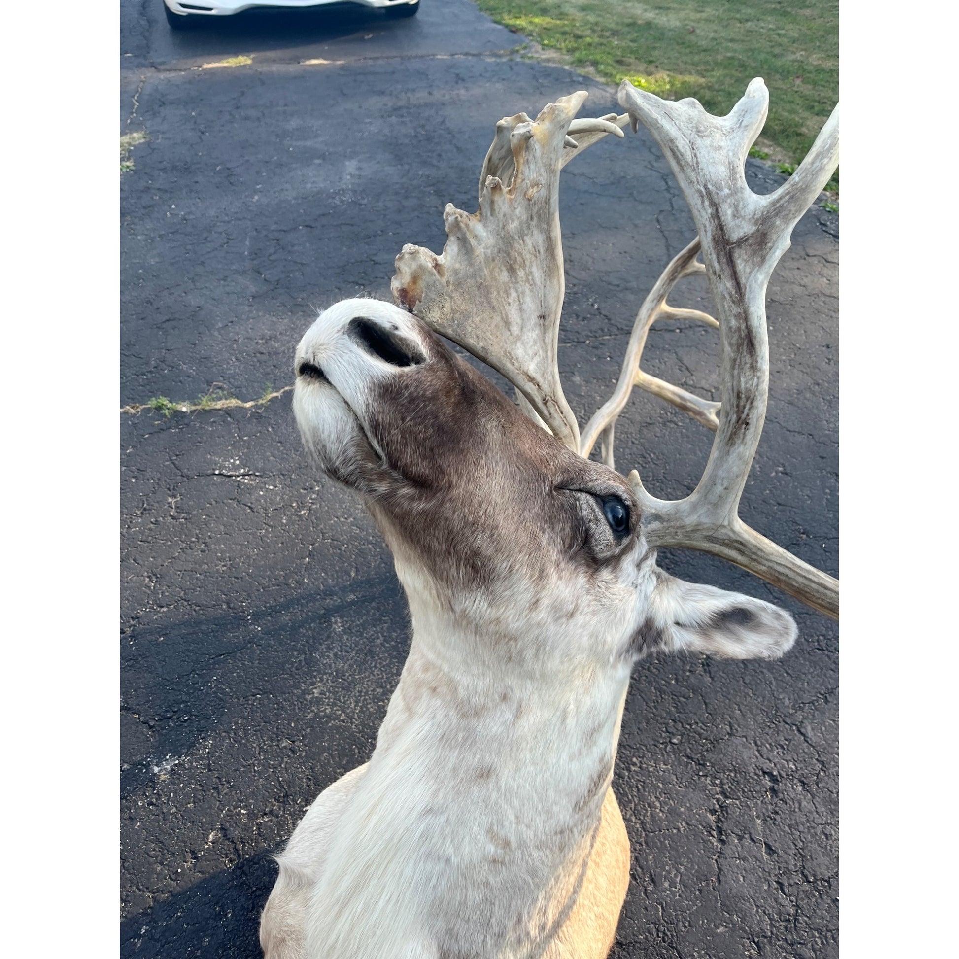 Caribou Mount Taxidermy Shoulder Mount Hunting Cabin Wall Decor