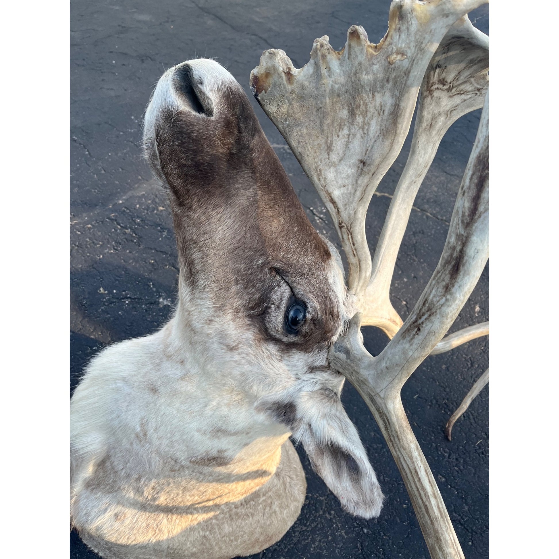 Caribou Mount Taxidermy Shoulder Mount Hunting Cabin Wall Decor