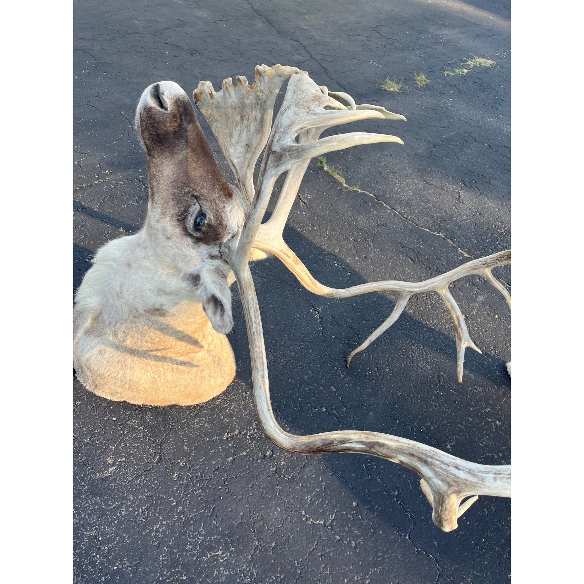 Caribou Mount Taxidermy Shoulder Mount Hunting Cabin Wall Decor