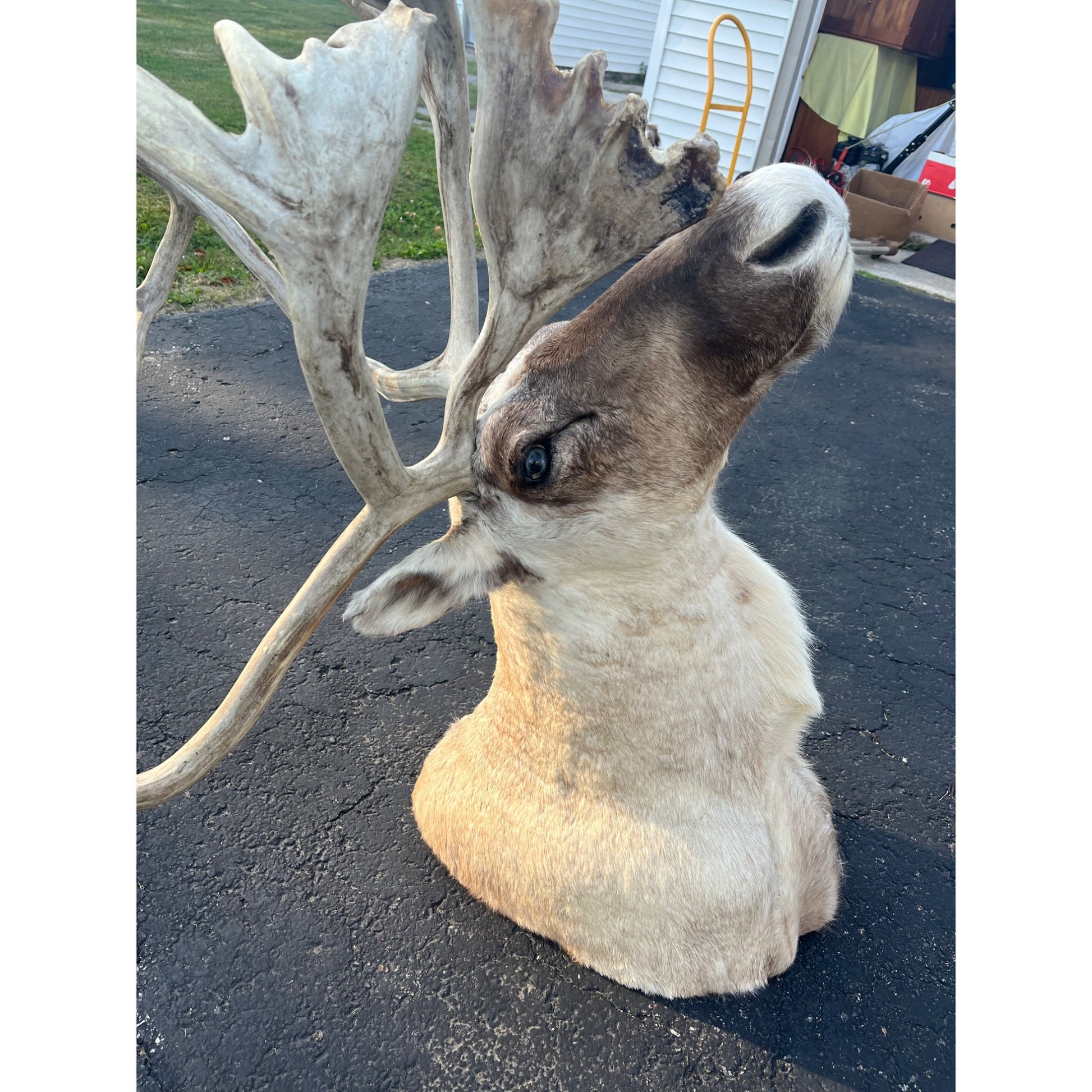 Caribou Mount Taxidermy Shoulder Mount Hunting Cabin Wall Decor
