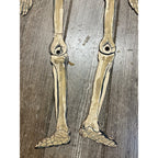 Vintage 1920s Halloween German Diecut Jointed Skeleton Antique