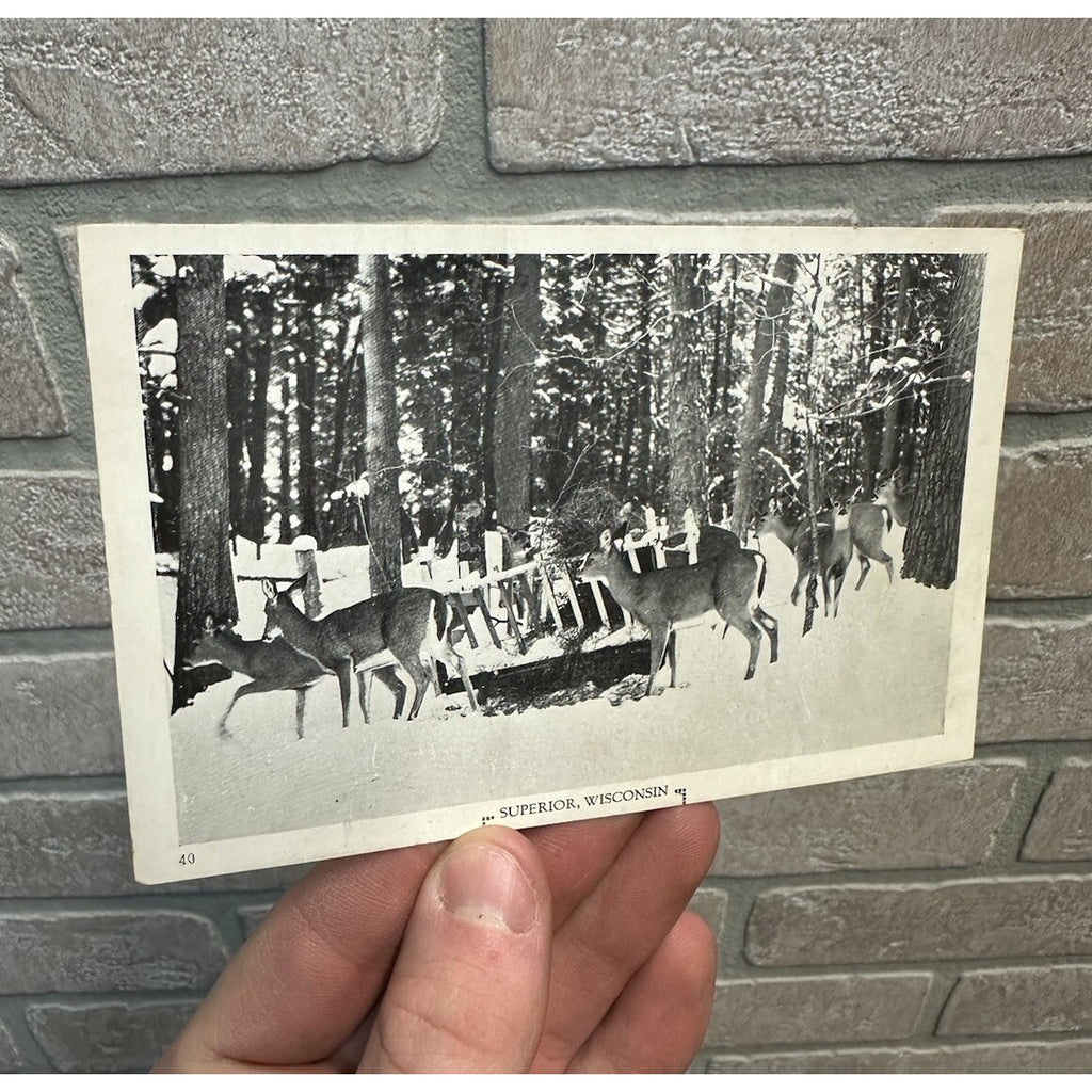 Vintage Whitetail Deer Superior  Wis Postcard Wisconsin Hunting North