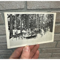 Vintage Whitetail Deer Superior  Wis Postcard Wisconsin Hunting North