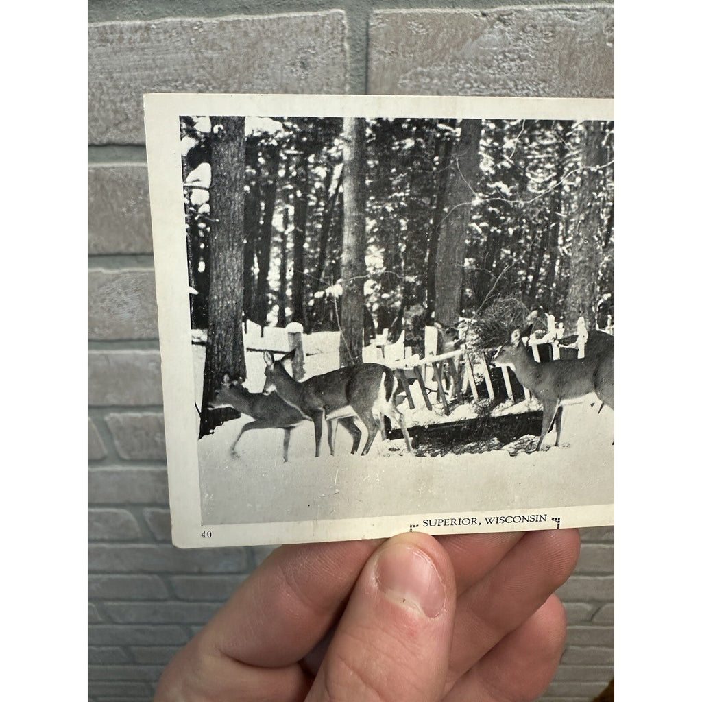 Vintage Whitetail Deer Superior  Wis Postcard Wisconsin Hunting North
