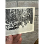 Vintage Whitetail Deer Superior  Wis Postcard Wisconsin Hunting North
