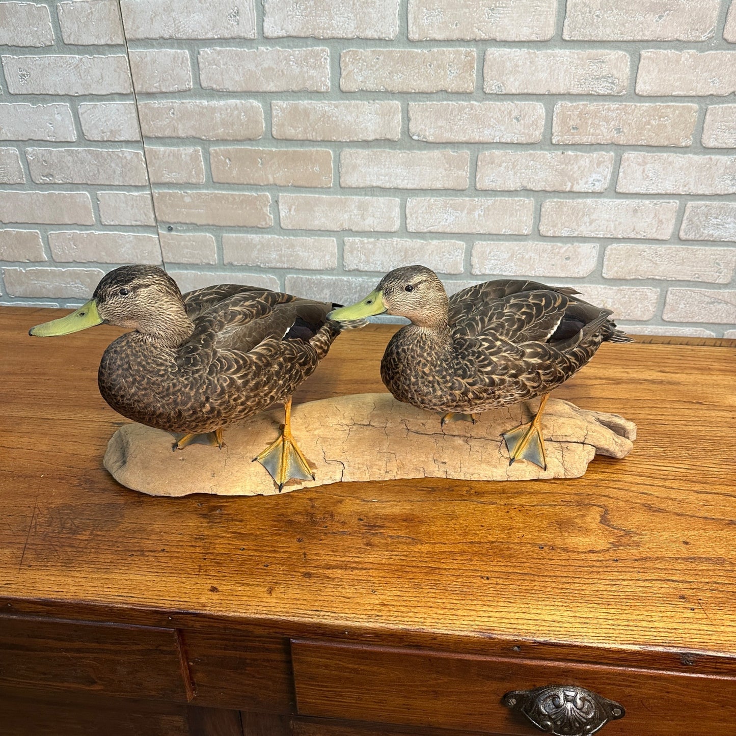 Pair of American Black Ducks Drake & Hen Taxidermy Duck Mounts on Drift Wood