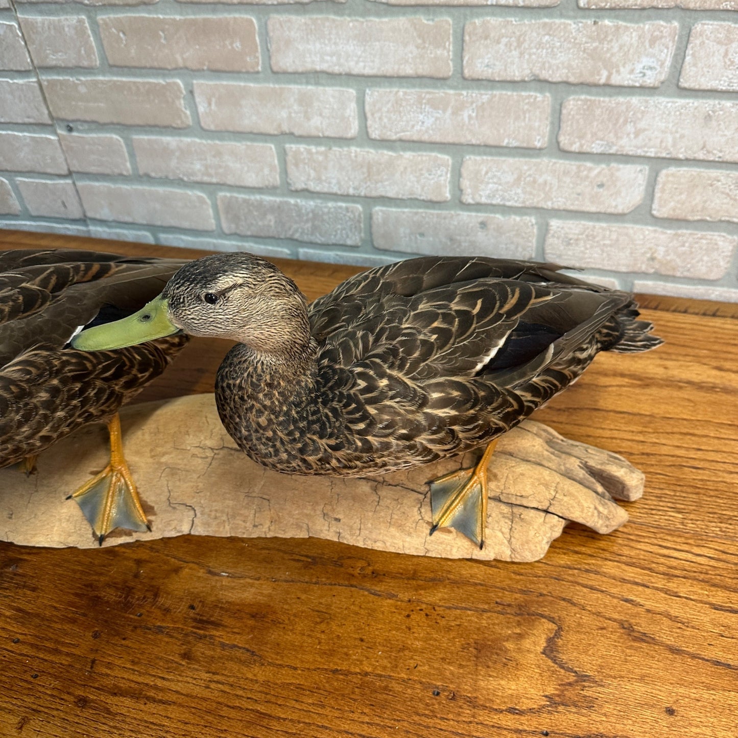 Pair of American Black Ducks Drake & Hen Taxidermy Duck Mounts on Drift Wood