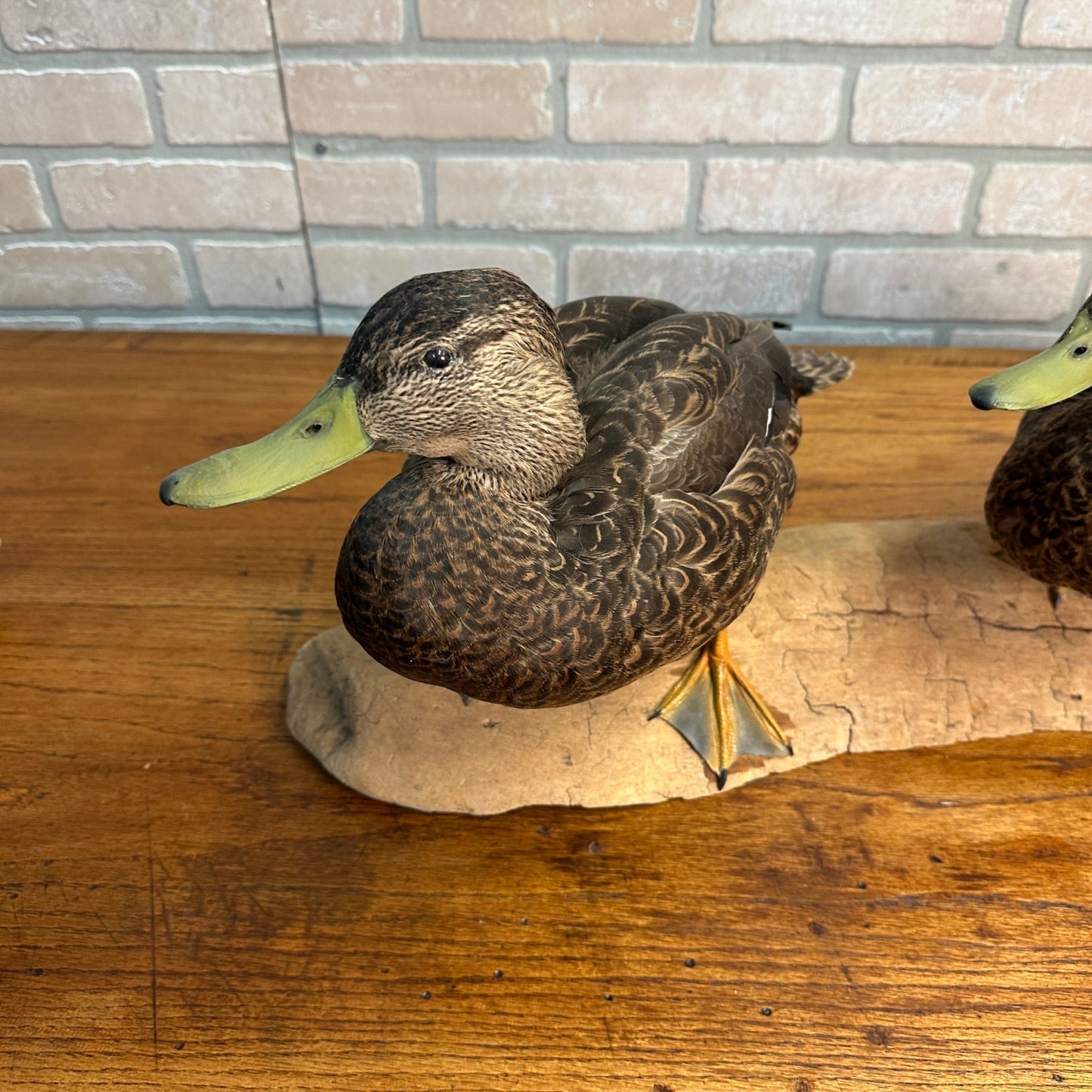 Pair of American Black Ducks Drake & Hen Taxidermy Duck Mounts on Drift Wood