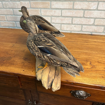 Pair of American Black Ducks Drake & Hen Taxidermy Duck Mounts on Drift Wood