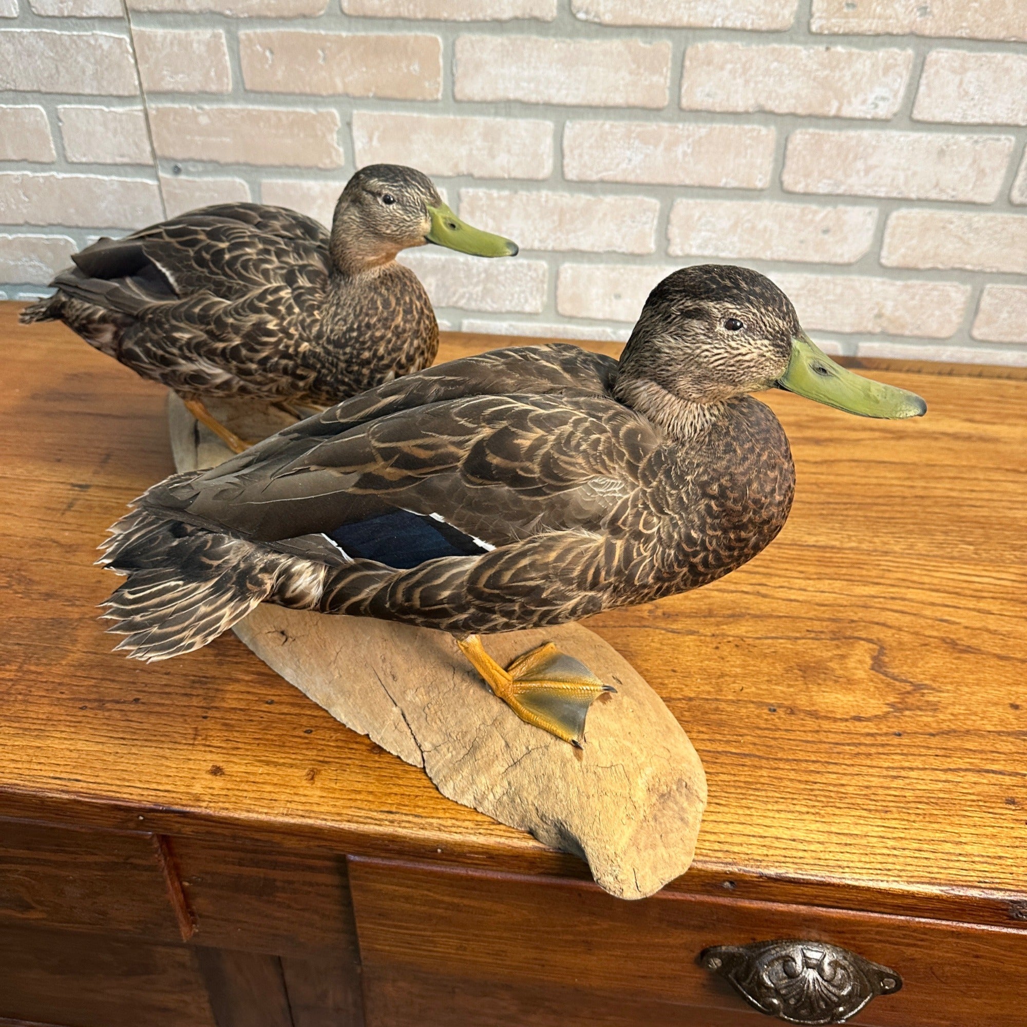Pair of American Black Ducks Drake & Hen Taxidermy Duck Mounts on