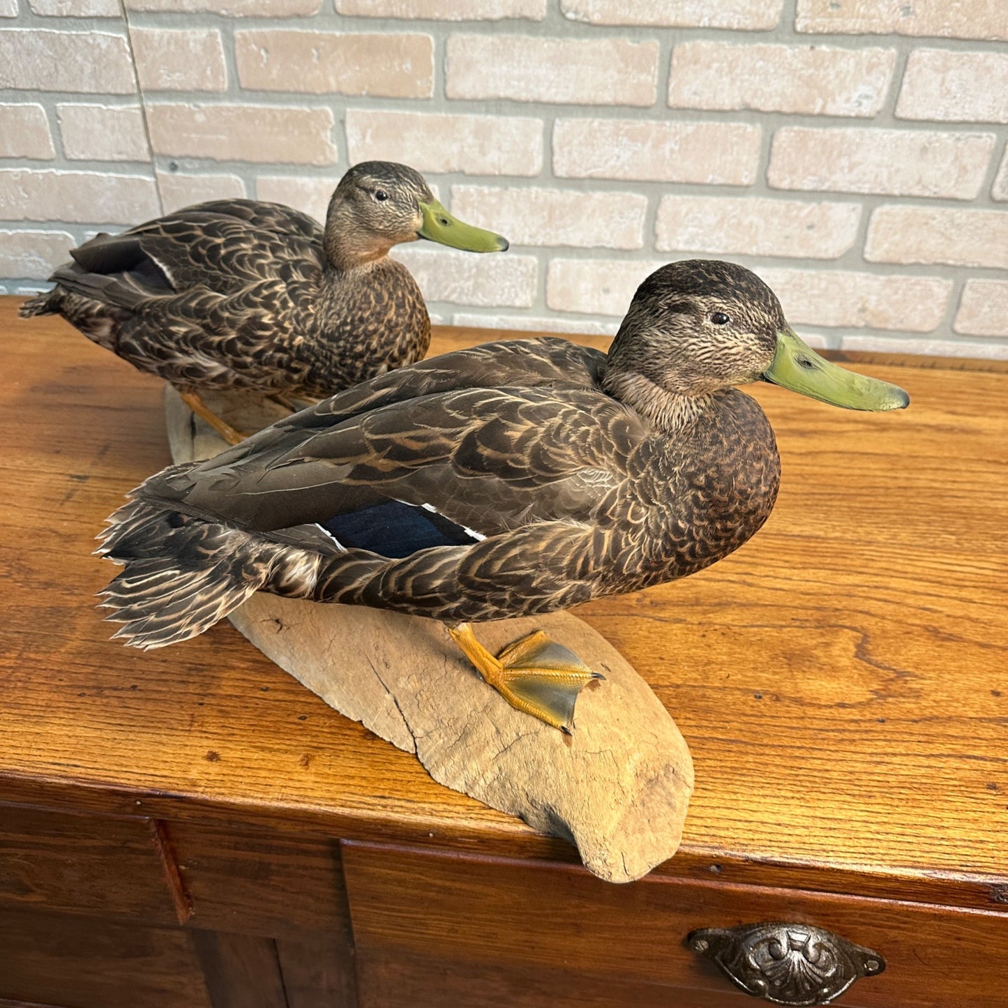 Pair of American Black Ducks Drake & Hen Taxidermy Duck Mounts on Drift Wood