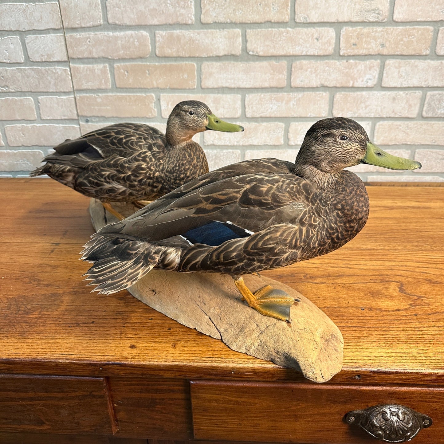 Pair of American Black Ducks Drake & Hen Taxidermy Duck Mounts on Drift Wood