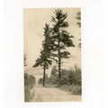 Vintage Route 55 Menominee Indian Reservation Pine Tree RPPC Postcard Wisconsin