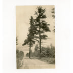 Vintage Route 55 Menominee Indian Reservation Pine Tree RPPC Postcard Wisconsin