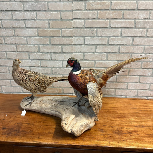 Pair of Ringneck Pheasants Drake & Hen Taxidermy Bird Mounts on Drift Wood