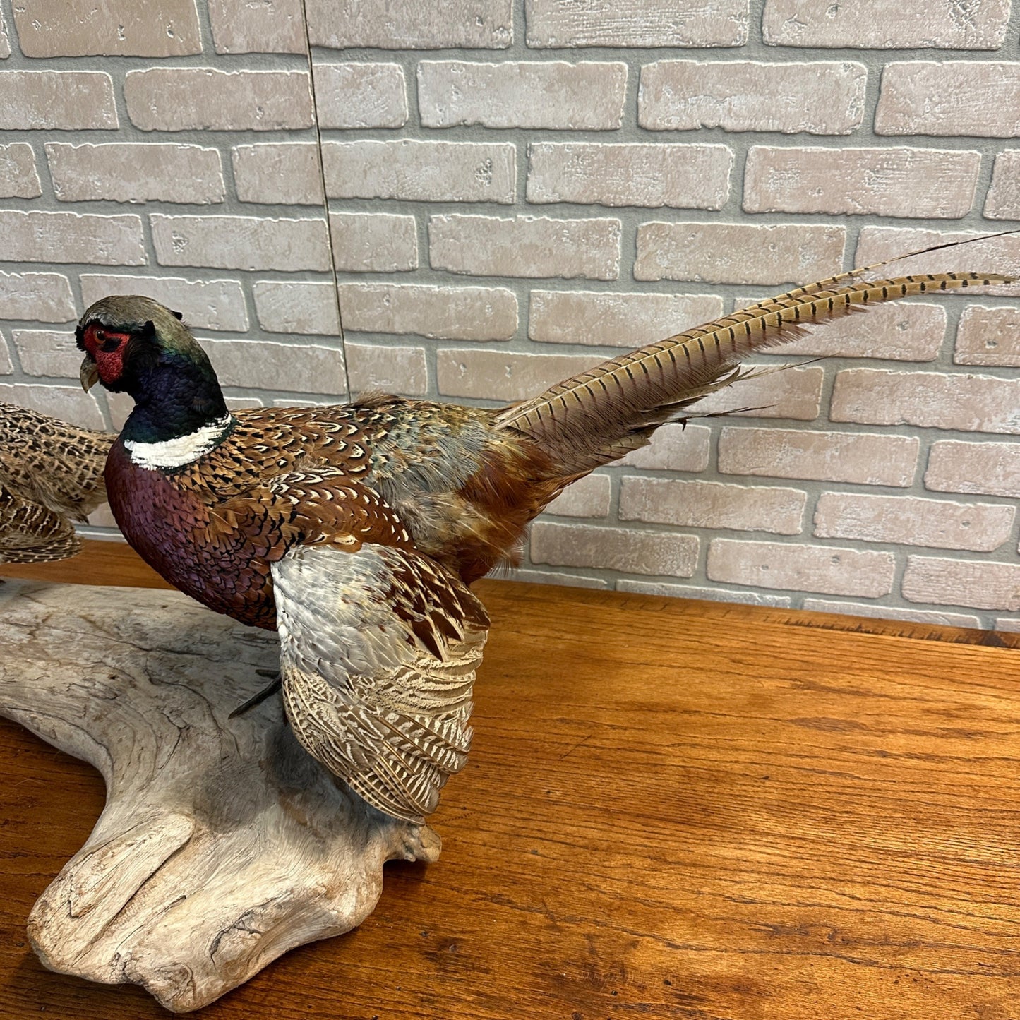 Pair of Ringneck Pheasants Drake & Hen Taxidermy Bird Mounts on Drift Wood