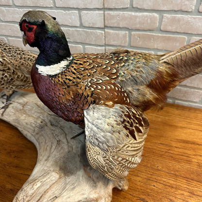 Pair of Ringneck Pheasants Drake & Hen Taxidermy Bird Mounts on Drift Wood