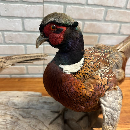 Pair of Ringneck Pheasants Drake & Hen Taxidermy Bird Mounts on Drift Wood