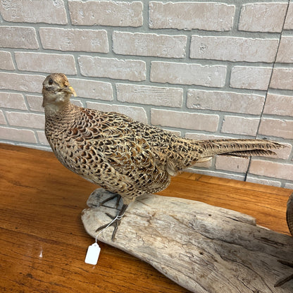 Pair of Ringneck Pheasants Drake & Hen Taxidermy Bird Mounts on Drift Wood