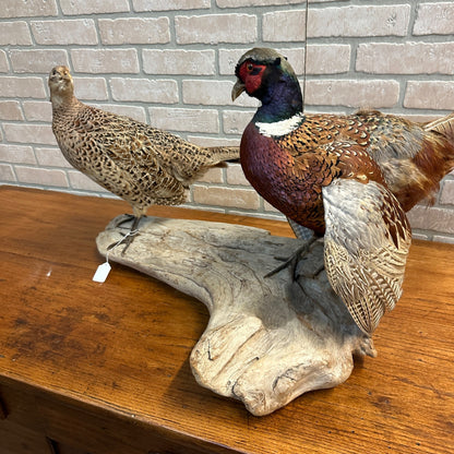 Pair of Ringneck Pheasants Drake & Hen Taxidermy Bird Mounts on Drift Wood