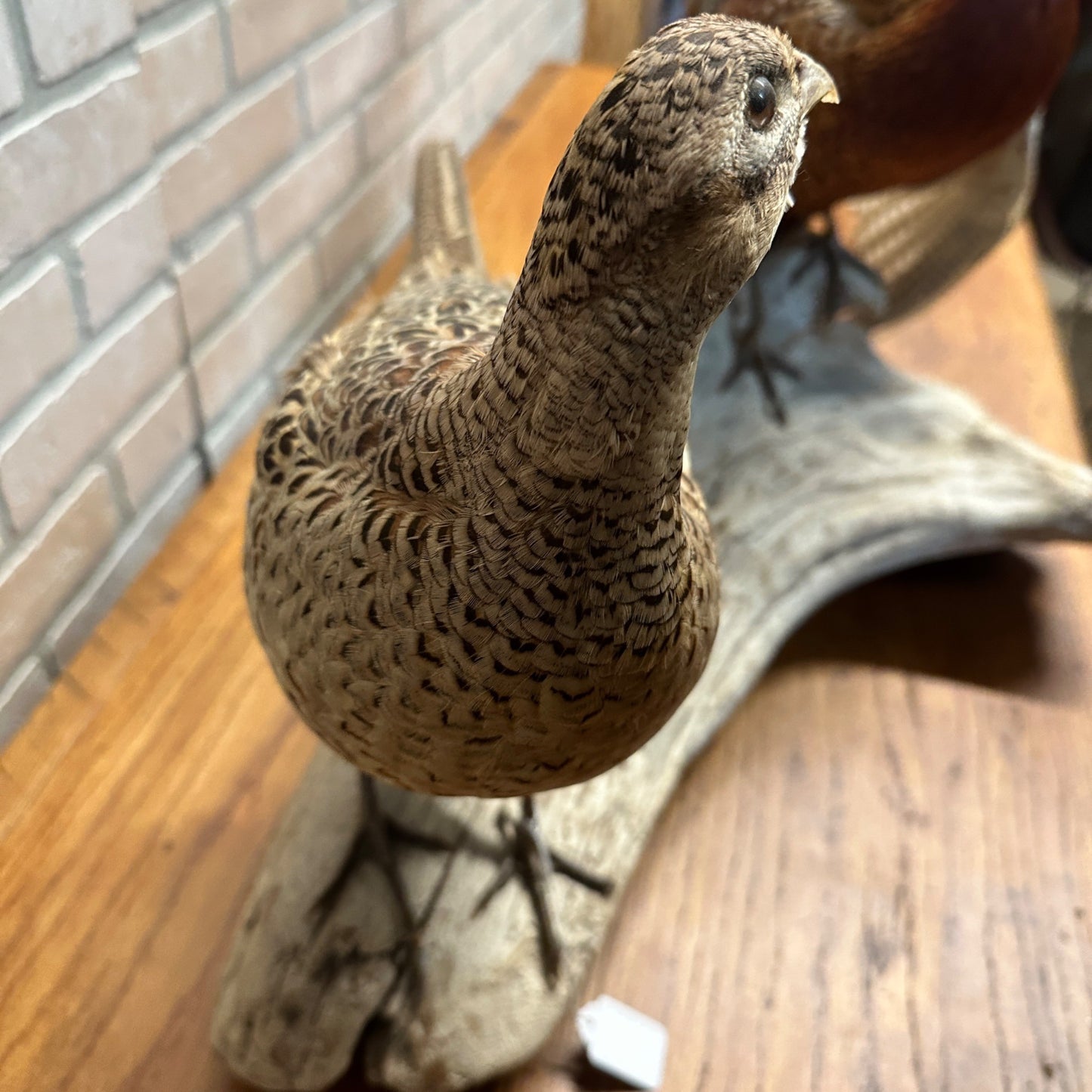 Pair of Ringneck Pheasants Drake & Hen Taxidermy Bird Mounts on Drift Wood