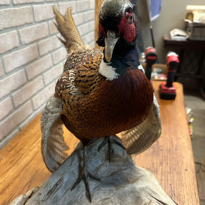 Pair of Ringneck Pheasants Drake & Hen Taxidermy Bird Mounts on Drift Wood