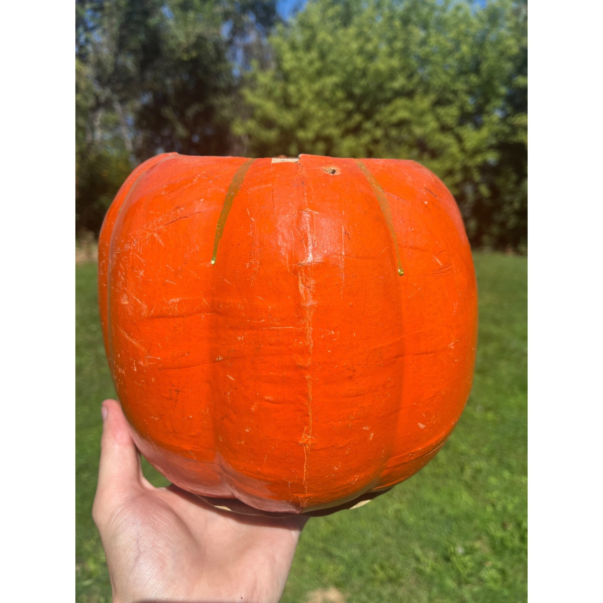Antique German Halloween Jack o' Lantern JOL HUGE LARGE Unusual 9" Vintage